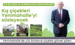 Kış çiçekleri Yenimahalle’yi süsleyecek