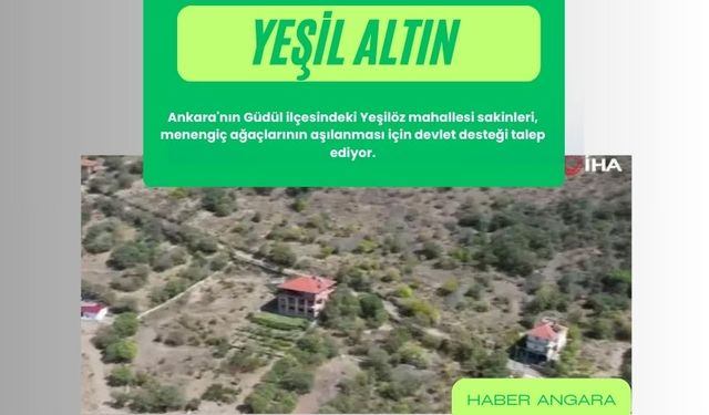 ANKARA'DA YEŞİL ALTIN