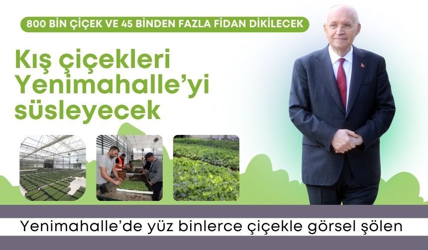 Kış çiçekleri Yenimahalle’yi süsleyecek