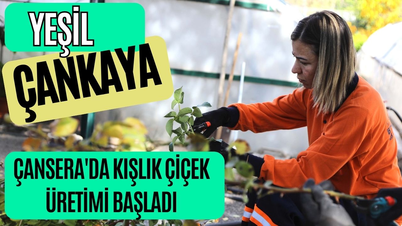 ÇANSERA'DA KIŞLIK ÇİÇEK ÜRETİMİ BAŞLADI